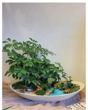 盆景