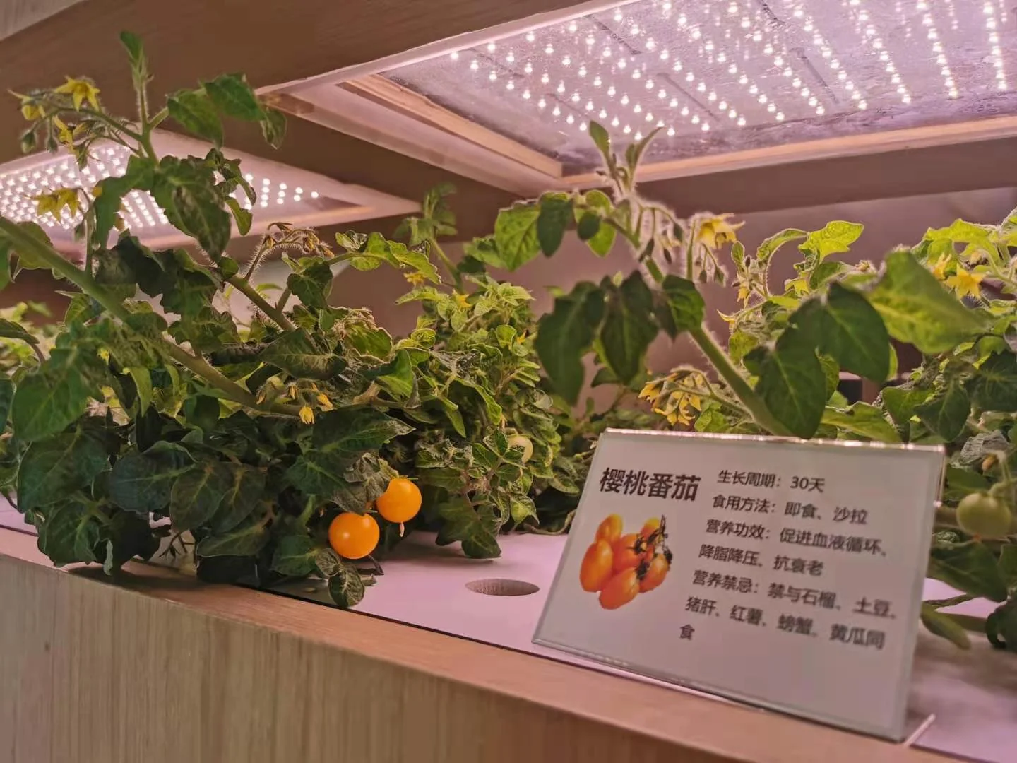 无土栽培樱桃番茄展示