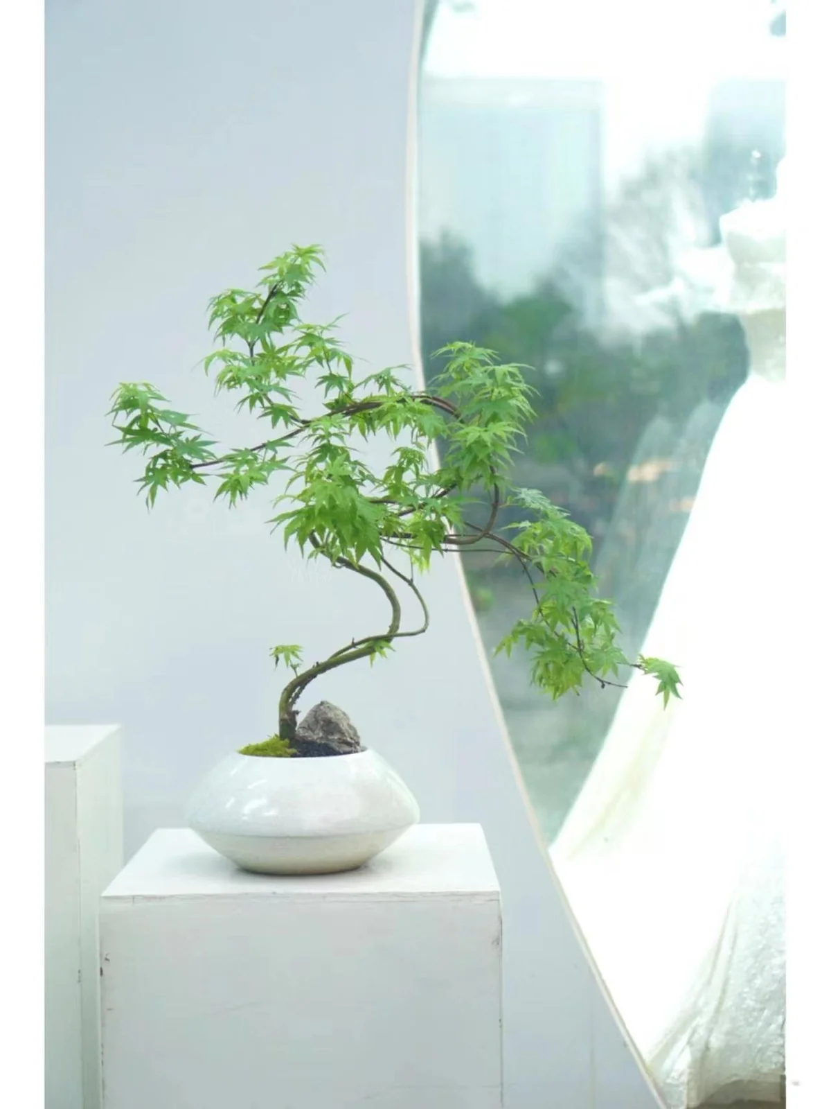 精品桌摆植物