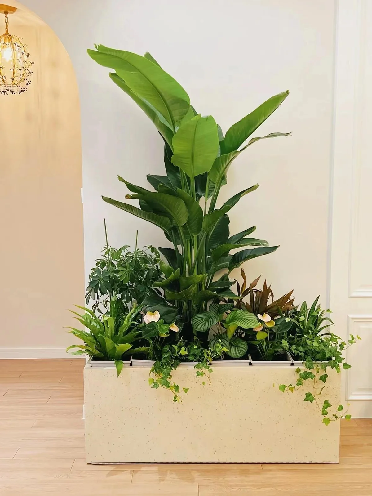 组合植物搭配