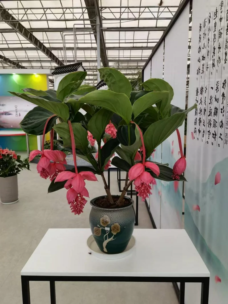 年宵花