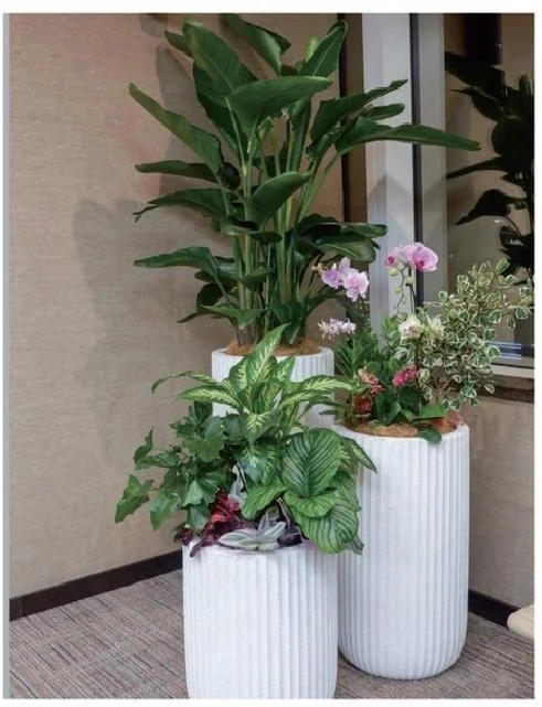 办公空间绿植组合