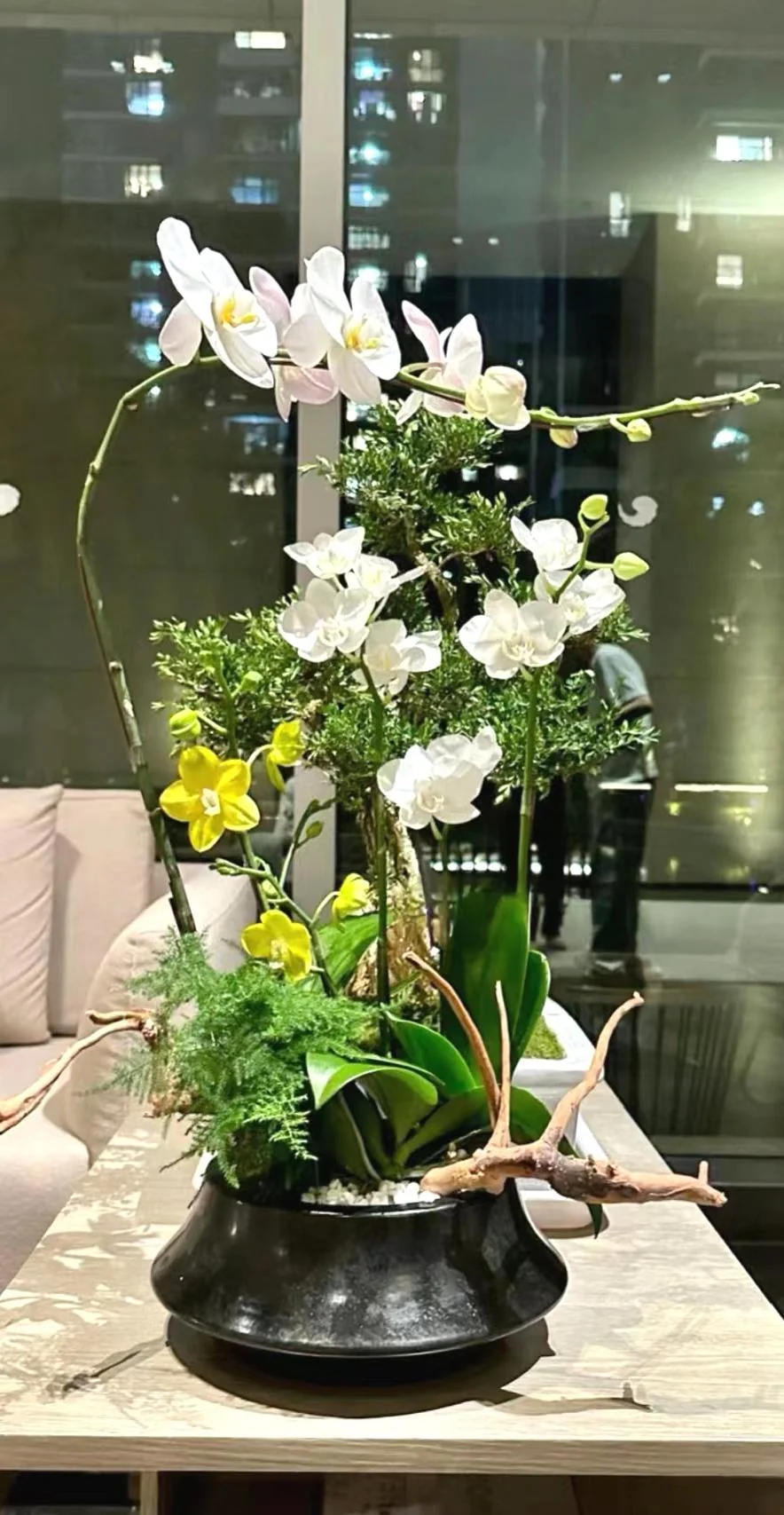 创意蝴蝶兰