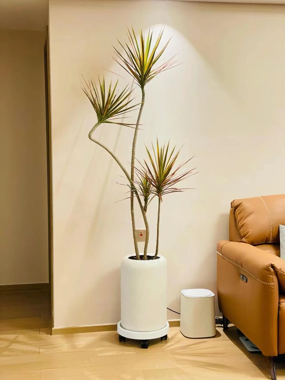 绿植展示