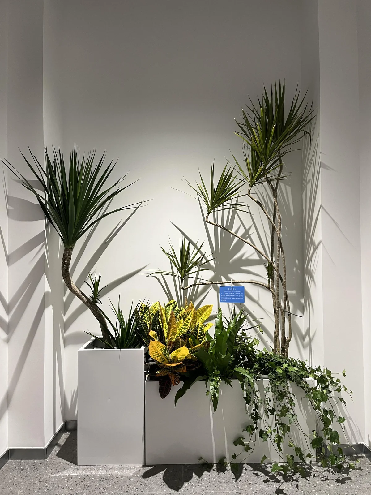 组合造景展示