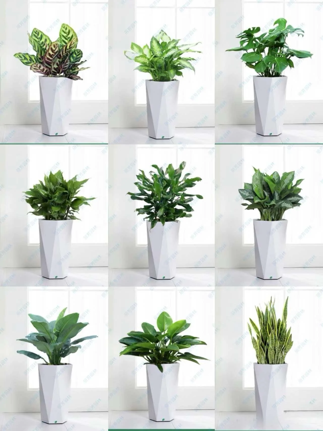 观叶植物与白色花器选配
