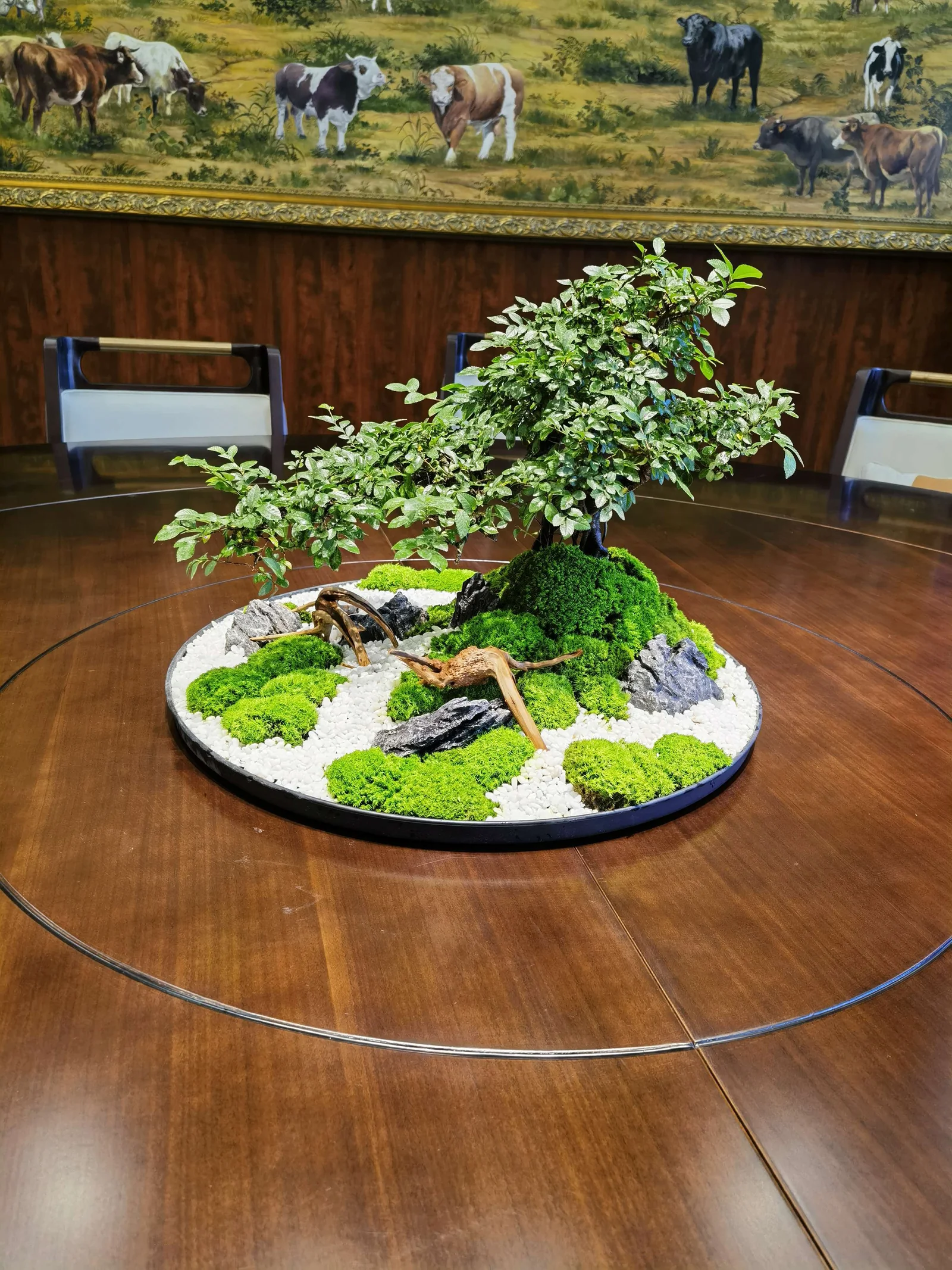圆盘植物微景观